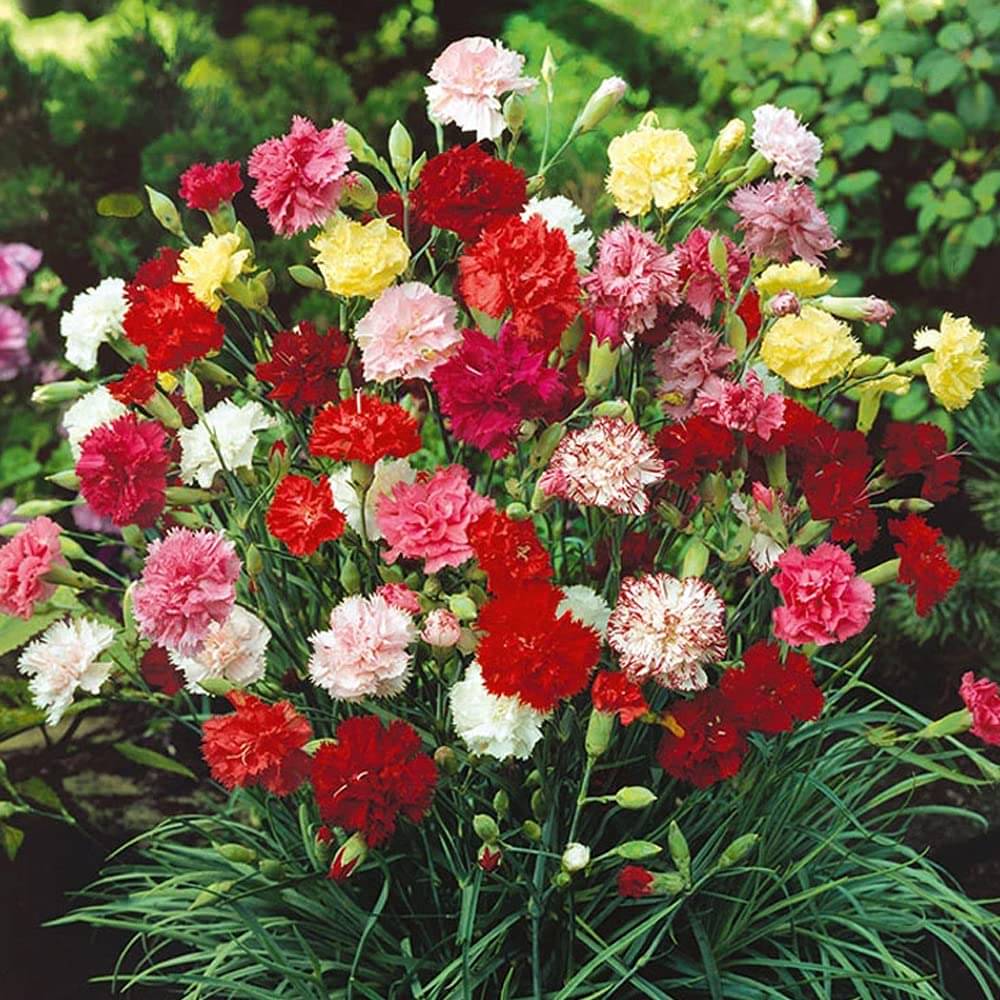    			Premium mix seeds of carnation flower 50 seeds pack with cocopeat and user manual for home gardening use