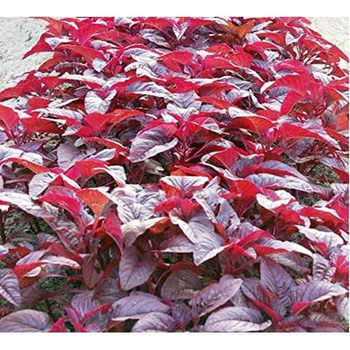     			Red amarnath Chaulai saag 200 seeds pack with user manual