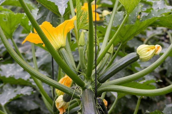 Squash zuchini long pumpkin kaddu 10 seeds pack with user manual     			Squash zuchini long pumpkin kaddu 10 seeds pack with user manual