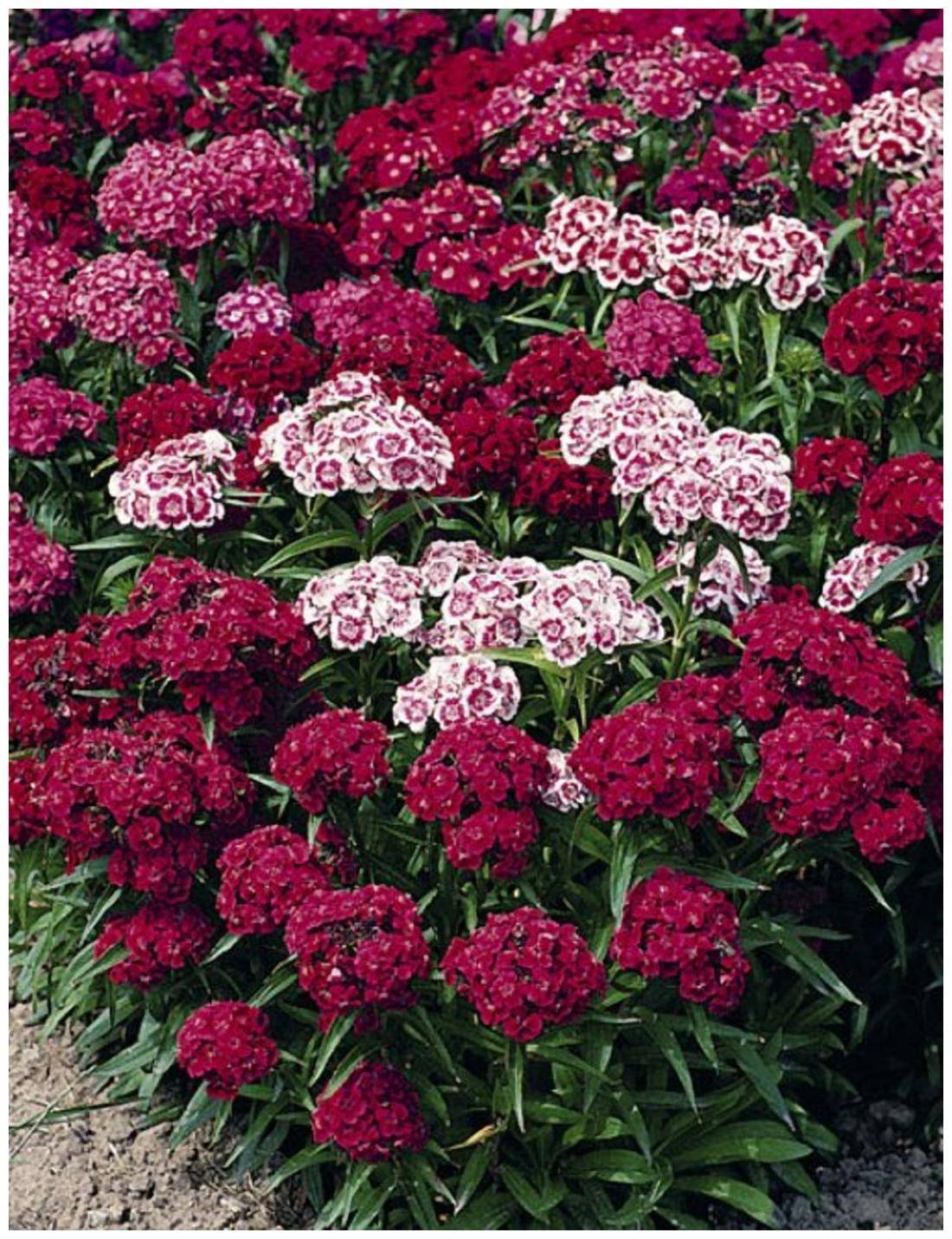     			Sweet william flower 50 seeds pack with free Free cocopeat and user manual for your garden
