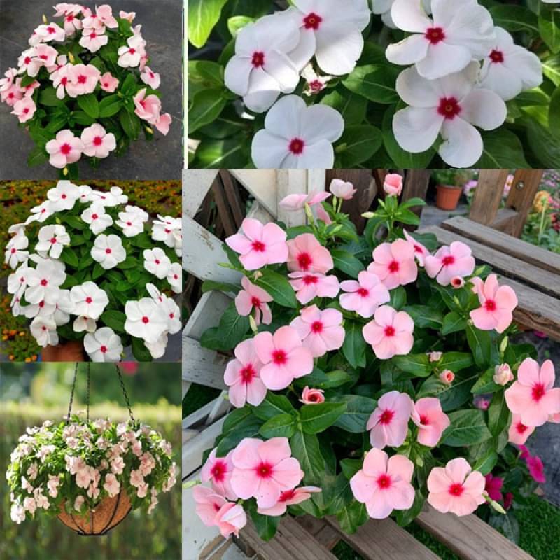 Vinca Extra Double Mix Flower 30 Seed Mixed pack with free cocopeat soil and user manual Vinca Extra Double Mix Flower 30 Seed Mixed pack with free cocopeat soil and user manual