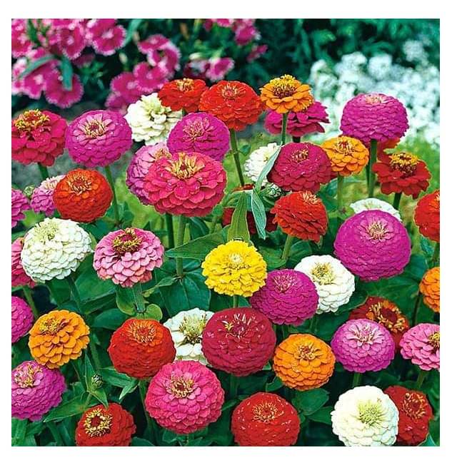 Zinnia Hybrid Double Mixed 70 Seeds pack with free potting soil and user manual Garden Seeds Zinnia Hybrid Double Mixed 70 Seeds pack with free potting soil and user manual Garden Seeds