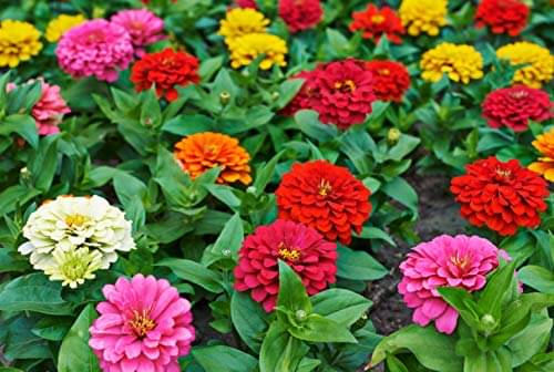 Zinnia flower color mix 50 seeds pack with free cocopeat and user manual Zinnia flower color mix 50 seeds pack with free cocopeat and user manual