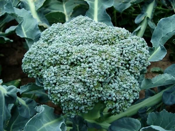     			f1 hybrid brocoli 100 seeds pack with instruction manual for home kitchen gardening purpose