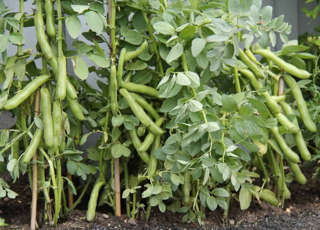     			flat lima bean Sem phali vegetable 25 seeds pack with user manual