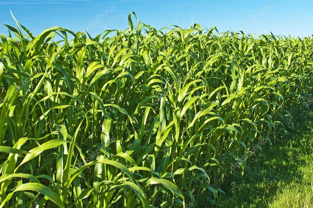 hybrid sorghum grass 100 gram seeds pack with user manual hybrid sorghum grass 100 gram seeds pack with user manual