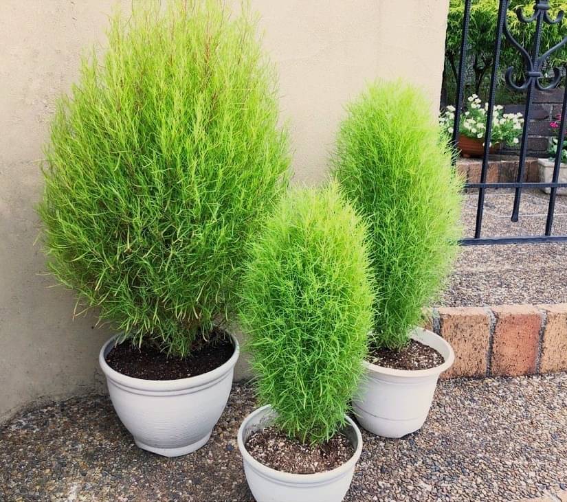     			kochia gren grass flower 50 seeds pack with free Free cocopeat and user manual for your garden