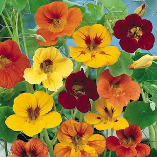     			nasturium flower 20 seeds pack with free Free cocopeat and user manual for your garden