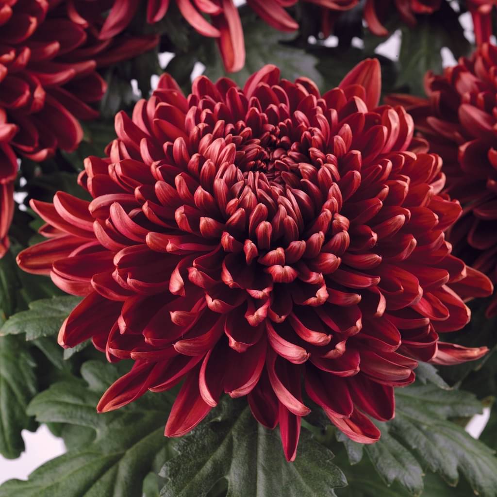     			premium chrysanthemum red flower 30 seeds pack with free cocopeat and user manual