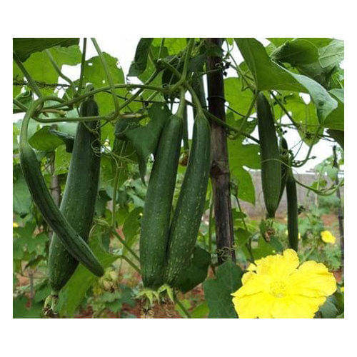     			spounge gourd torai satputiya 20 seeds high germination seeds with instruction manual