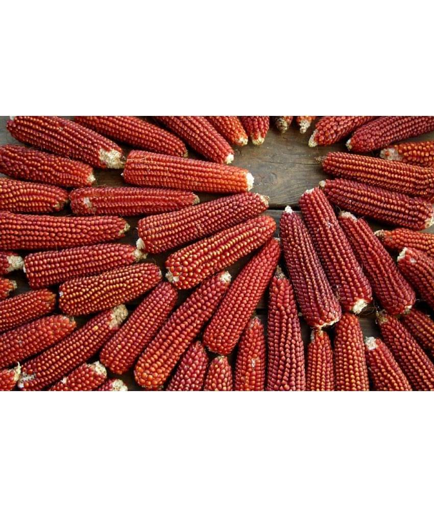 High Germination Red Corn (maize) Traditional Seeds - ( 50 seed ) High Germination Red Corn (maize) Traditional Seeds - ( 50 seed )