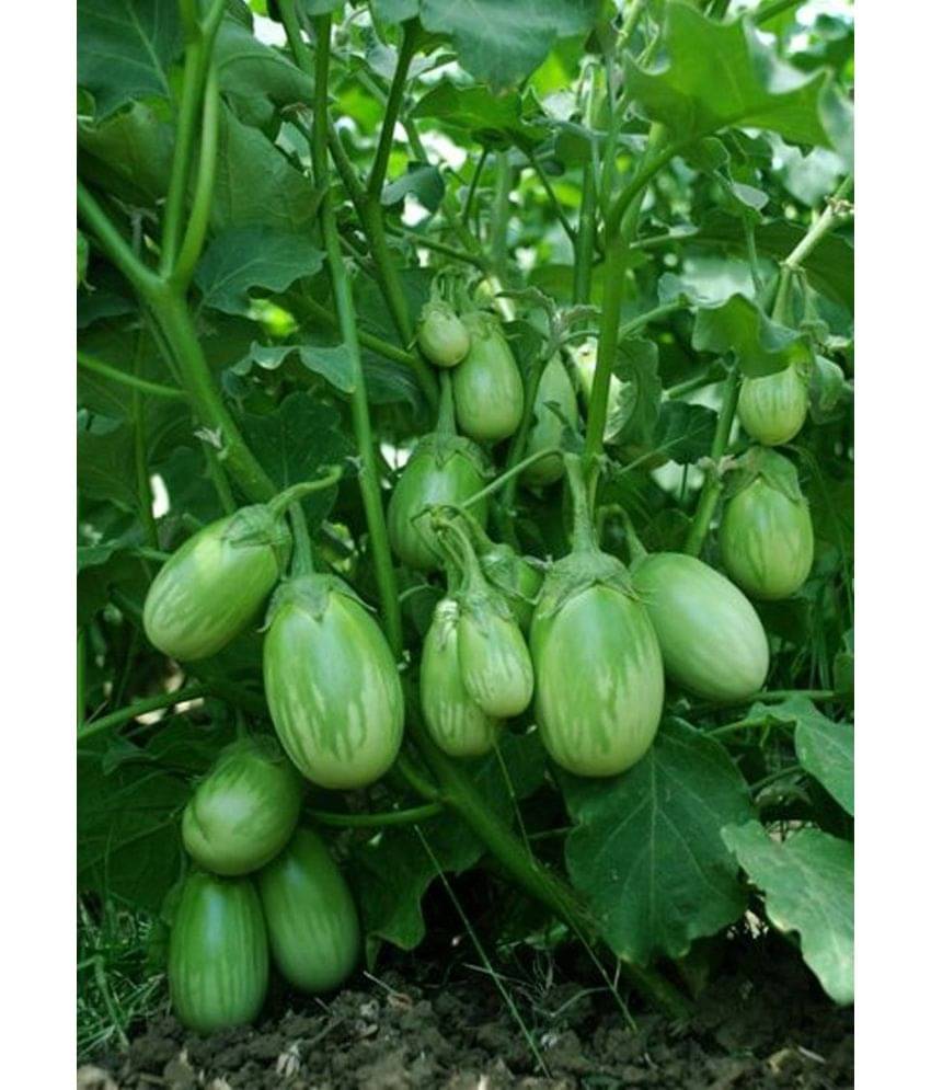 BRINJAL GREEN GOL Seed, F1 Hybrid (50 seeds) BRINJAL GREEN GOL Seed, F1 Hybrid (50 seeds)