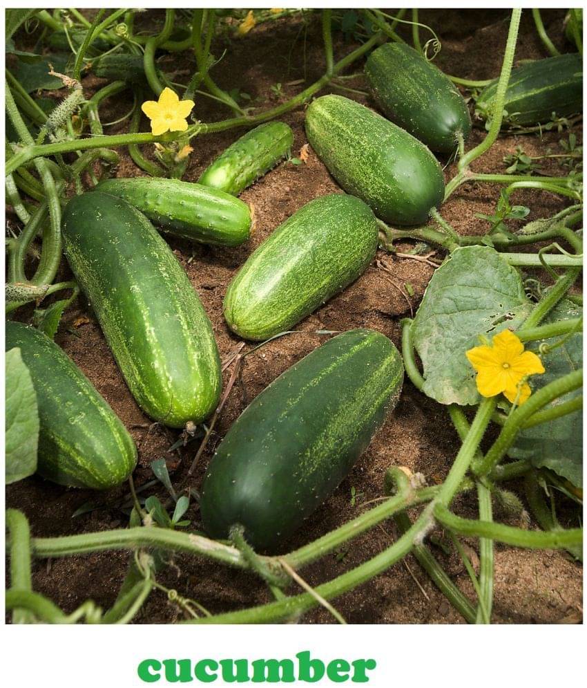 Cucumber Khira 50 seeds high germination seeds with instruction manual Cucumber Khira 50 seeds high germination seeds with instruction manual