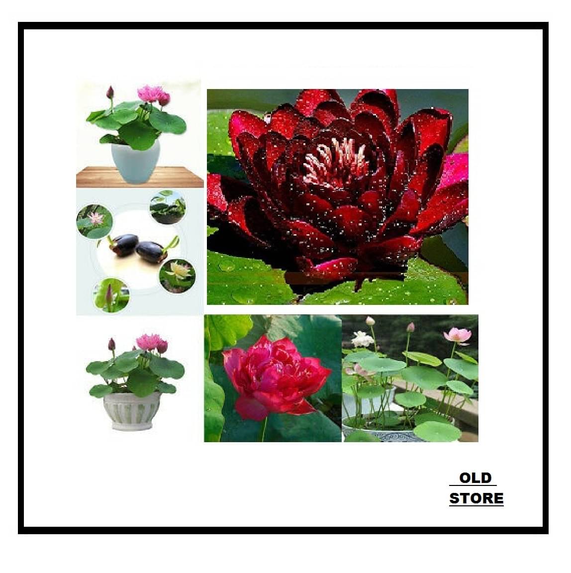 MIX COLOR LOTUS FLOWER 20 SEEDS PACK WITH USER MANUAL MIX COLOR LOTUS FLOWER 20 SEEDS PACK WITH USER MANUAL