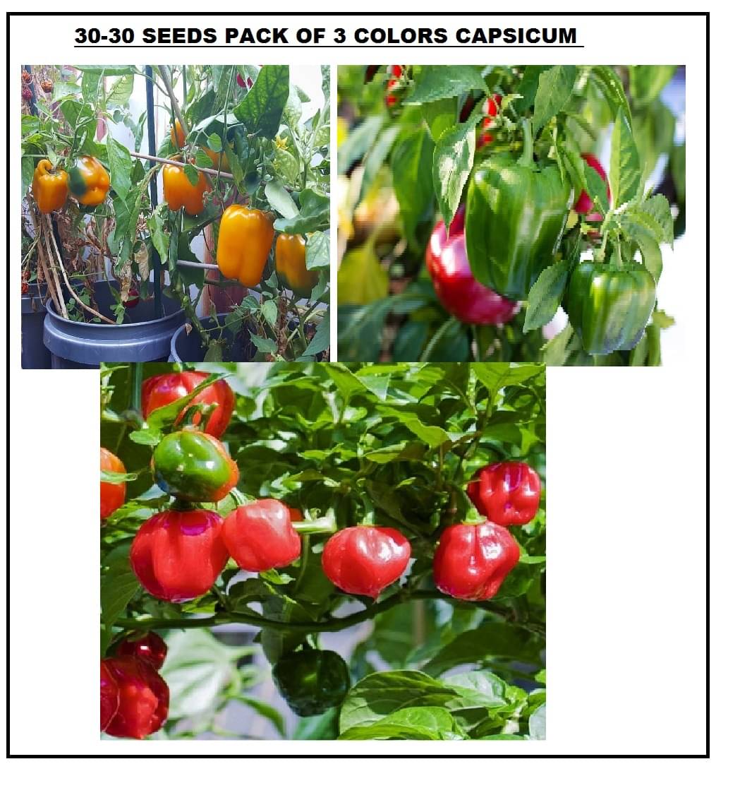 3 DIFFERENT TYPE CAPSICUM SHIMLA MIRCH MIX 30-30 SEEDS PACK WITH USER MANUAL FOR HOME KITCHEN GARDENING USE 3 DIFFERENT TYPE CAPSICUM SHIMLA MIRCH MIX 30-30 SEEDS PACK WITH USER MANUAL FOR HOME KITCHEN GARDENING USE