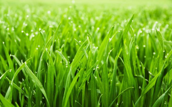 BERMUDA GRASS GREEN GRASS 1000+ SEEDS PACK FOR INDOOR OUTDOOR HOME TERRACE AND GARDEN USE WITH USER MANUAL BERMUDA GRASS GREEN GRASS 1000+ SEEDS PACK FOR INDOOR OUTDOOR HOME TERRACE AND GARDEN USE WITH USER MANUAL