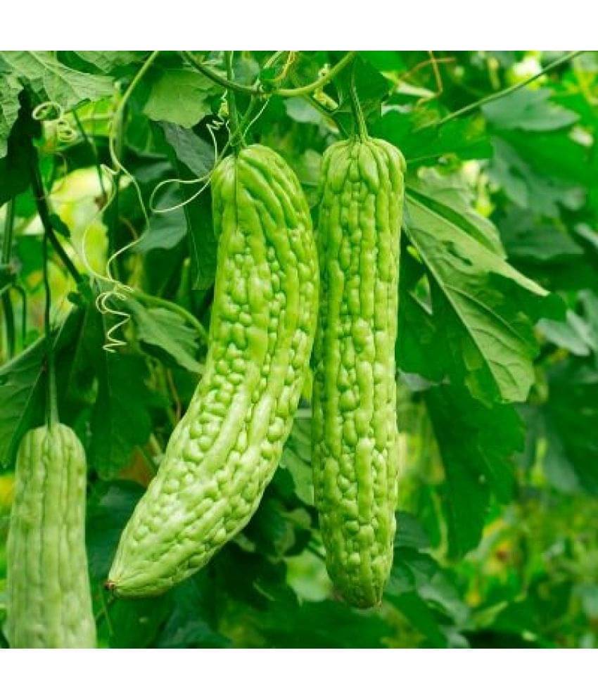 Bitter Gourd karela F-1 Hybrid – 20 seeds pack to grow in Your Home & kitchen garden on this summer with user manual Bitter Gourd karela F-1 Hybrid – 20 seeds pack to grow in Your Home & kitchen garden on this summer with user manual