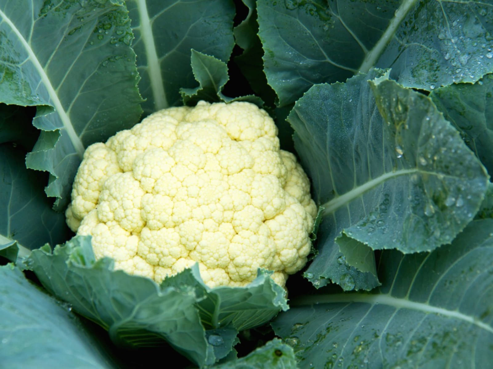     			CAULIFLOWER PHOOLGOBHI VEGETABLE PLANT 100 HIGH GERMINATION SEEDS PACK FOR HOME KITCHEN GARDENING WITH GROWING MANUAL