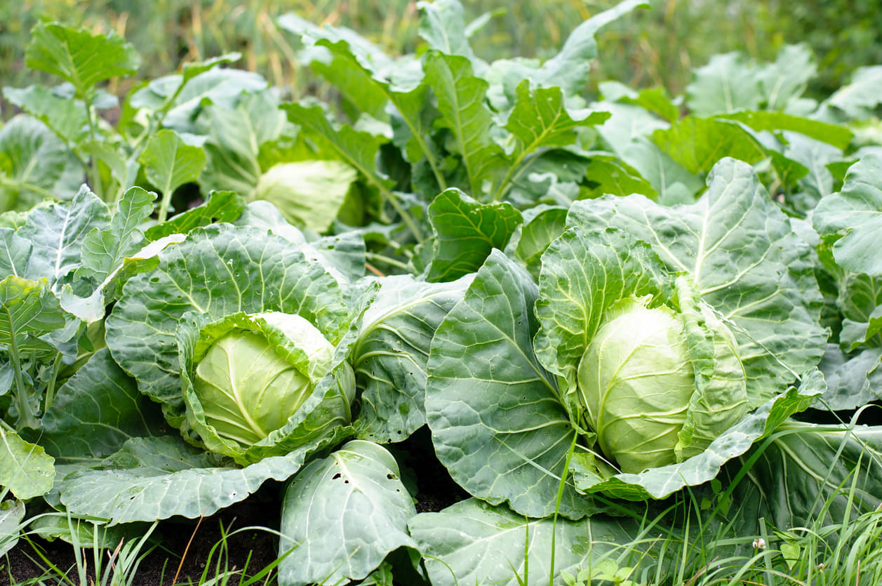     			Cabbage PATTAGOBHI 100 High Germination Seeds for Your Garden WITH USER MANUAL /Organic Hybrid Vegetable Seed