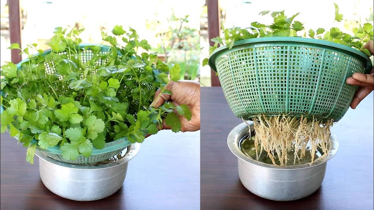 Coriander DHANIYA 100 High Germination Seeds PACK for Your Garden/Easy to Grow/Organic Hybrid Vegetable Seeds Coriander DHANIYA 100 High Germination Seeds PACK for Your Garden/Easy to Grow/Organic Hybrid Vegetable Seeds