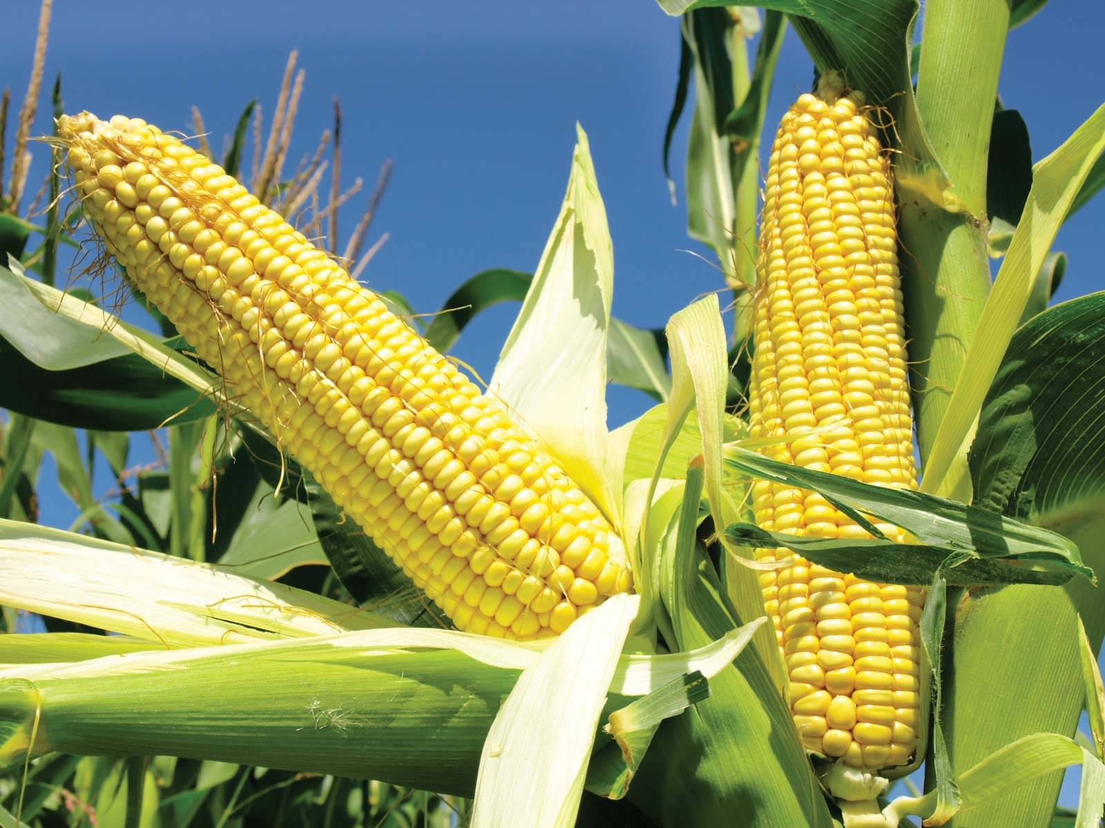     			Corn Seeds BHUTTA 10gram Vegetable Seeds Hybrid Variety For Home Garden WITH USER MANUAL