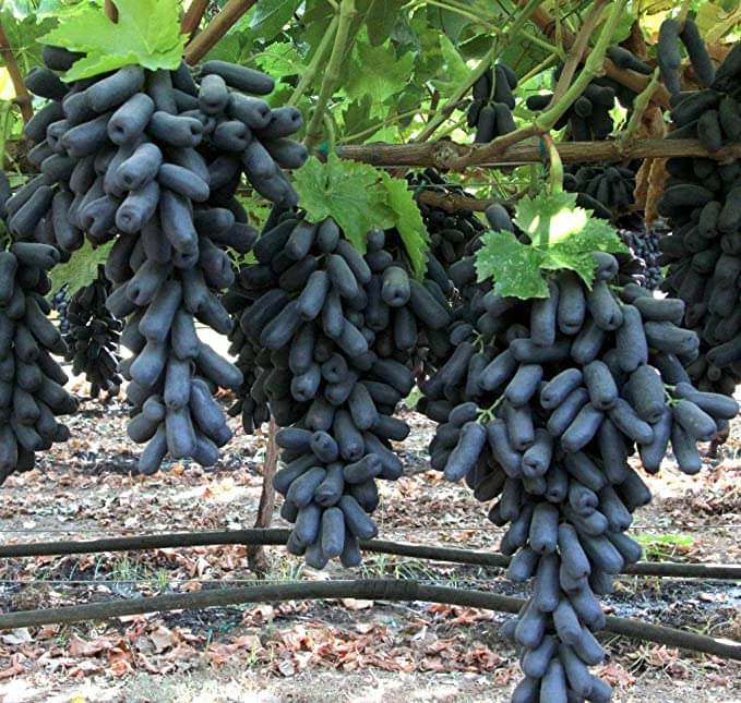     			FINGER GRAPE BLACK ANGUR FRUIT PLANT 20 SEEDS PACK WITH FREE POTTING SOIL AND USER MANUAL FOR HOME GARDENING USE