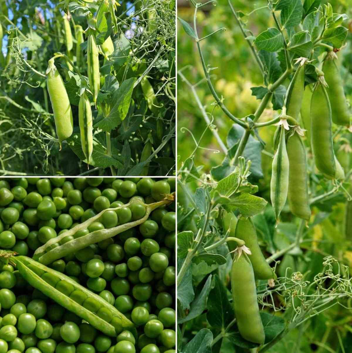 GREEN Peas HARI MATAR 10 GRAM High Germination Seeds WITH USER MANUAL for Your Garden/Easy to Grow/Organic vegetable GREEN Peas HARI MATAR 10 GRAM High Germination Seeds WITH USER MANUAL for Your Garden/Easy to Grow/Organic vegetable