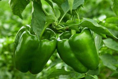     			Hybrid Green Capsicum Vegetable F1 Hybrid shimla mirch 50 seeds PACK FOR HOME KITCHEN GARDENING USE WITH USER MANUAL