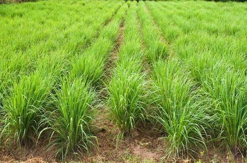     			LEMON GRASS HERB PLANT 50 SEEDS PACK WITH COCOPEAT AND USER MANUAL FPR HOME KITCHEN GARDEN USE