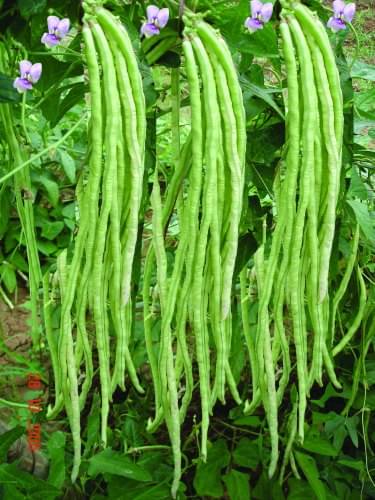 Lobia/Cowpea Beans 25 Seeds PACK WITH USER MANUAL F1 Hybrid Seeds For Home Garden Vegetable Seeds Grow All Season Lobia/Cowpea Beans 25 Seeds PACK WITH USER MANUAL F1 Hybrid Seeds For Home Garden Vegetable Seeds Grow All Season