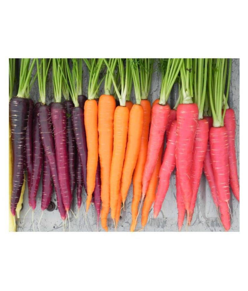     			MIX COLOR Carrot 150+ Seeds PACK Gaajar Seeds - Carrot Seeds, Vegetable Seeds For Terrace Garden KITCHEN GARDEN