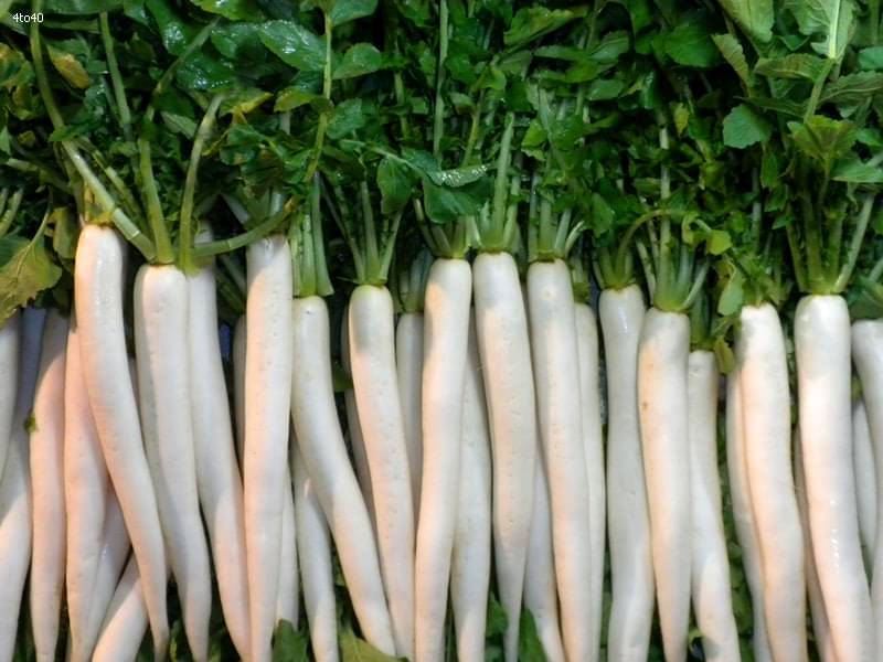 Radish White Long MULI Kitchen Garden Vegetable Seeds(50 Seeds) WITH USER MANUAL FOR HOME KITCHEN GARDEN USE     			Radish White Long MULI Kitchen Garden Vegetable Seeds(50 Seeds) WITH USER MANUAL FOR HOME KITCHEN GARDEN USE