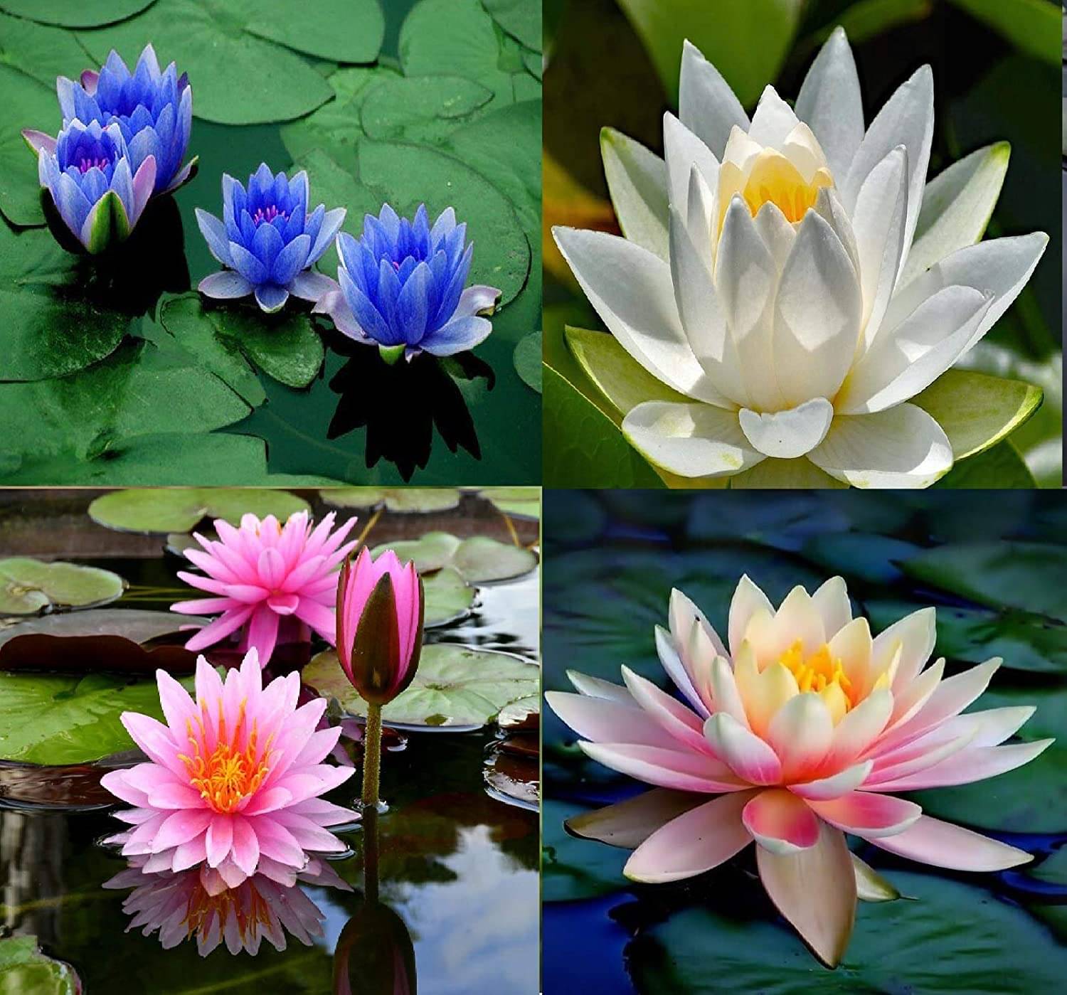 Rare Pink Yellow White Lotus Seeds Aquatic Plants Water Plants Midnight 20 Seeds  WITH MANUAL     			Rare Pink Yellow White Lotus Seeds Aquatic Plants Water Plants Midnight 20 Seeds  WITH MANUAL