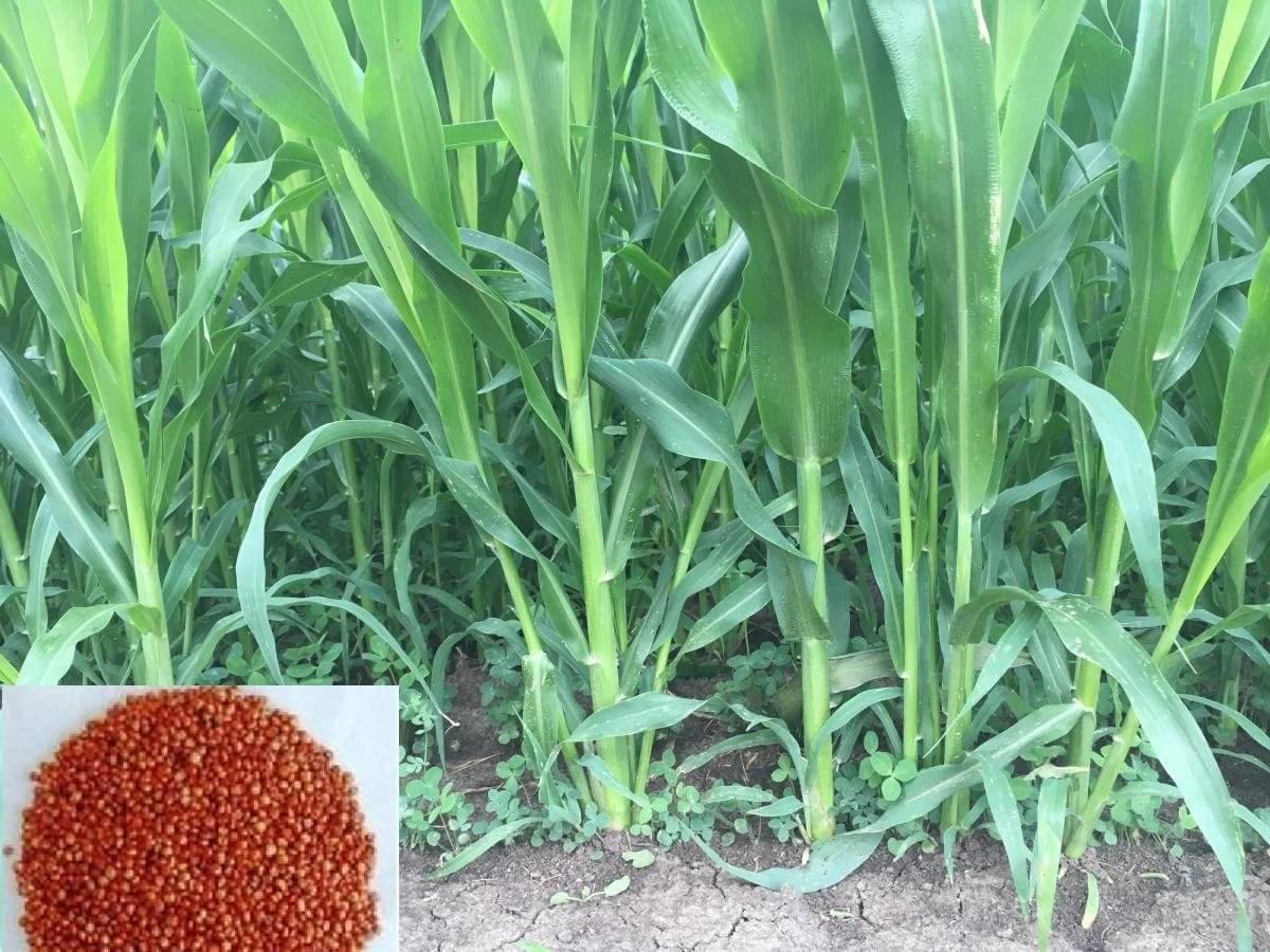    			SUPER HYBRID SORGHUM GRASS CHARI 100 GRAM SEEDS PACK WITH USER MANUAL USE IN ANIMAL FOOD