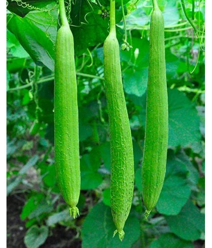     			Sponge Gourd SATPUTIYA Seeds for Kitchen Gardening, 25 seeds PACK WITH USER MANUAL FOR INDOOR OUTDOOR GARDENING