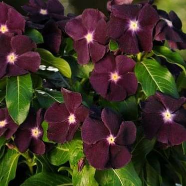 VINCA BLACK PURPLE FLOWER SEEDS (AVG 30-50) SEEDS X 1 PACKET with free cocopeat soil and user manual     			VINCA BLACK PURPLE FLOWER SEEDS (AVG 30-50) SEEDS X 1 PACKET with free cocopeat soil and user manual