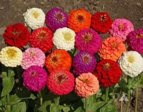 ZINNIAMIX COLOR VARIETY 70SEEDS PACK WITH FREE COCOPEAT SOIL AND USER MANUAL ZINNIAMIX COLOR VARIETY 70SEEDS PACK WITH FREE COCOPEAT SOIL AND USER MANUAL