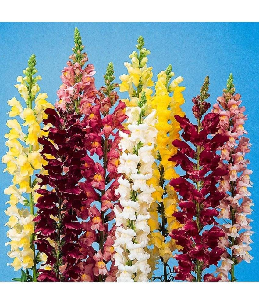 larkspur rocket Flower MIX COLOR VARIETY 30 Seeds PACK WITH FREE COCOPEAT SOIL AND user manual     			larkspur rocket Flower MIX COLOR VARIETY 30 Seeds PACK WITH FREE COCOPEAT SOIL AND user manual