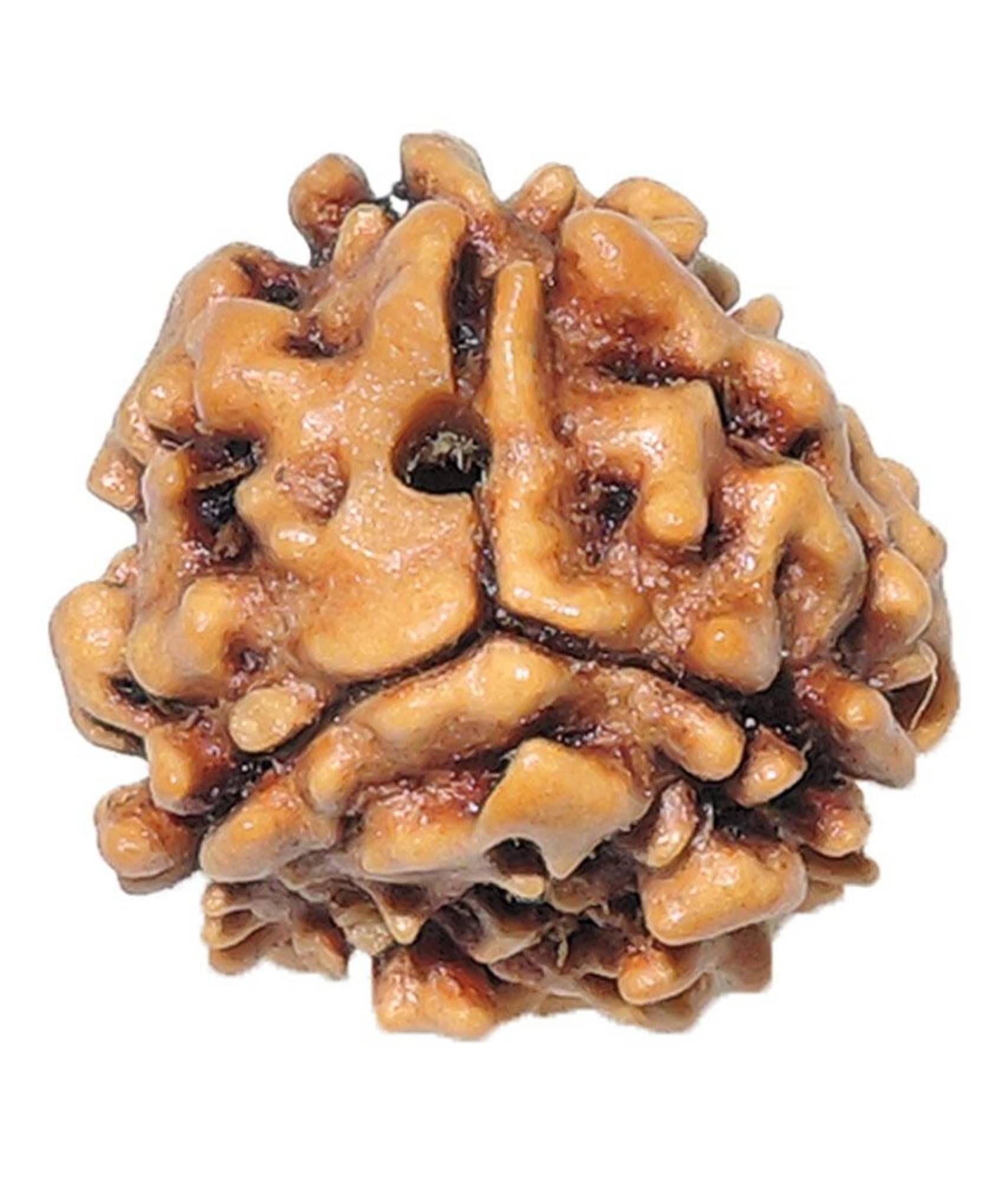 Amriteous - 3 Mukhi Rudraksha Bead ( Pack of 1 ) Amriteous - 3 Mukhi Rudraksha Bead ( Pack of 1 )