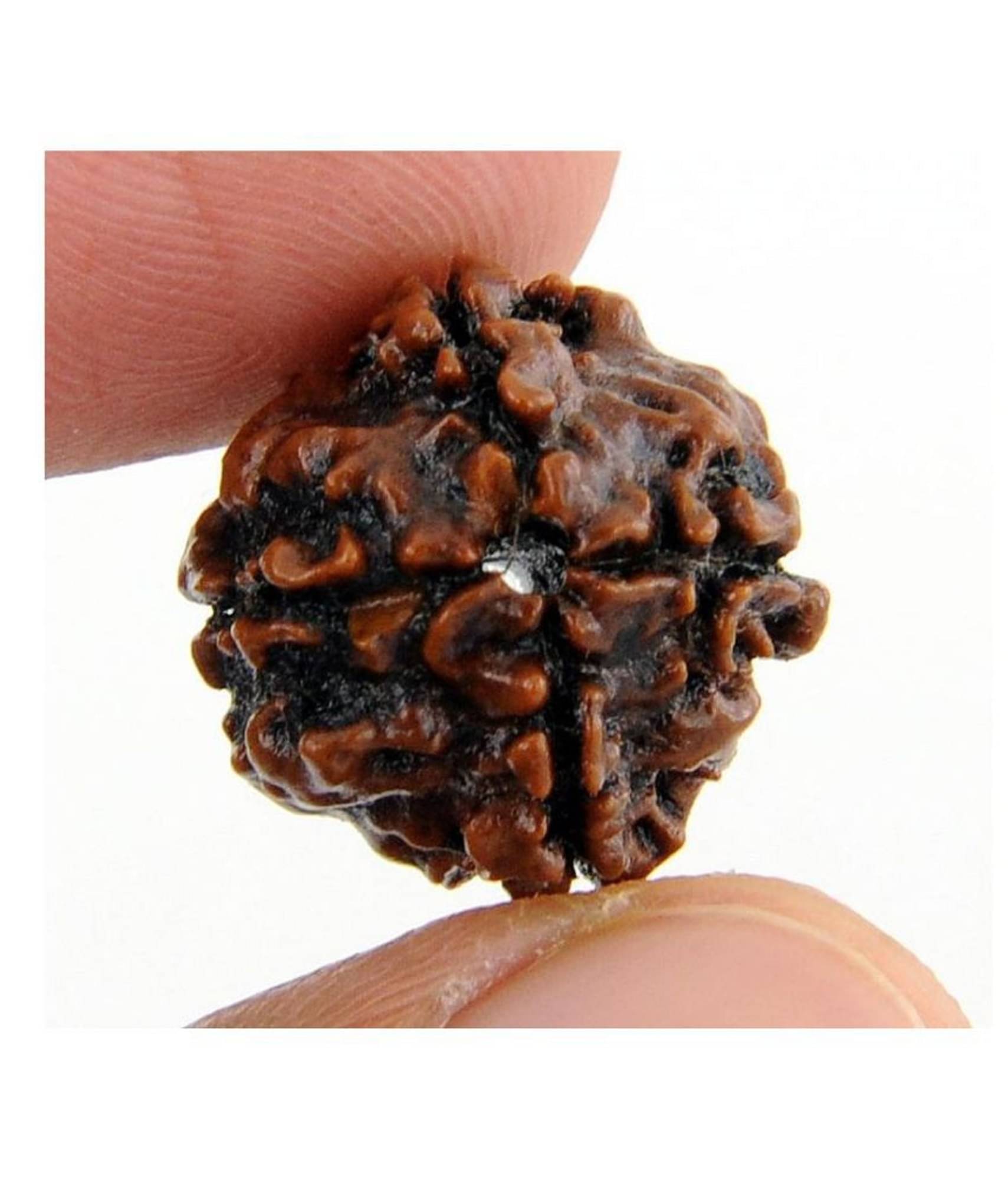     			Amriteous - 4 Mukhi Rudraksha Bead ( Pack of 1 )