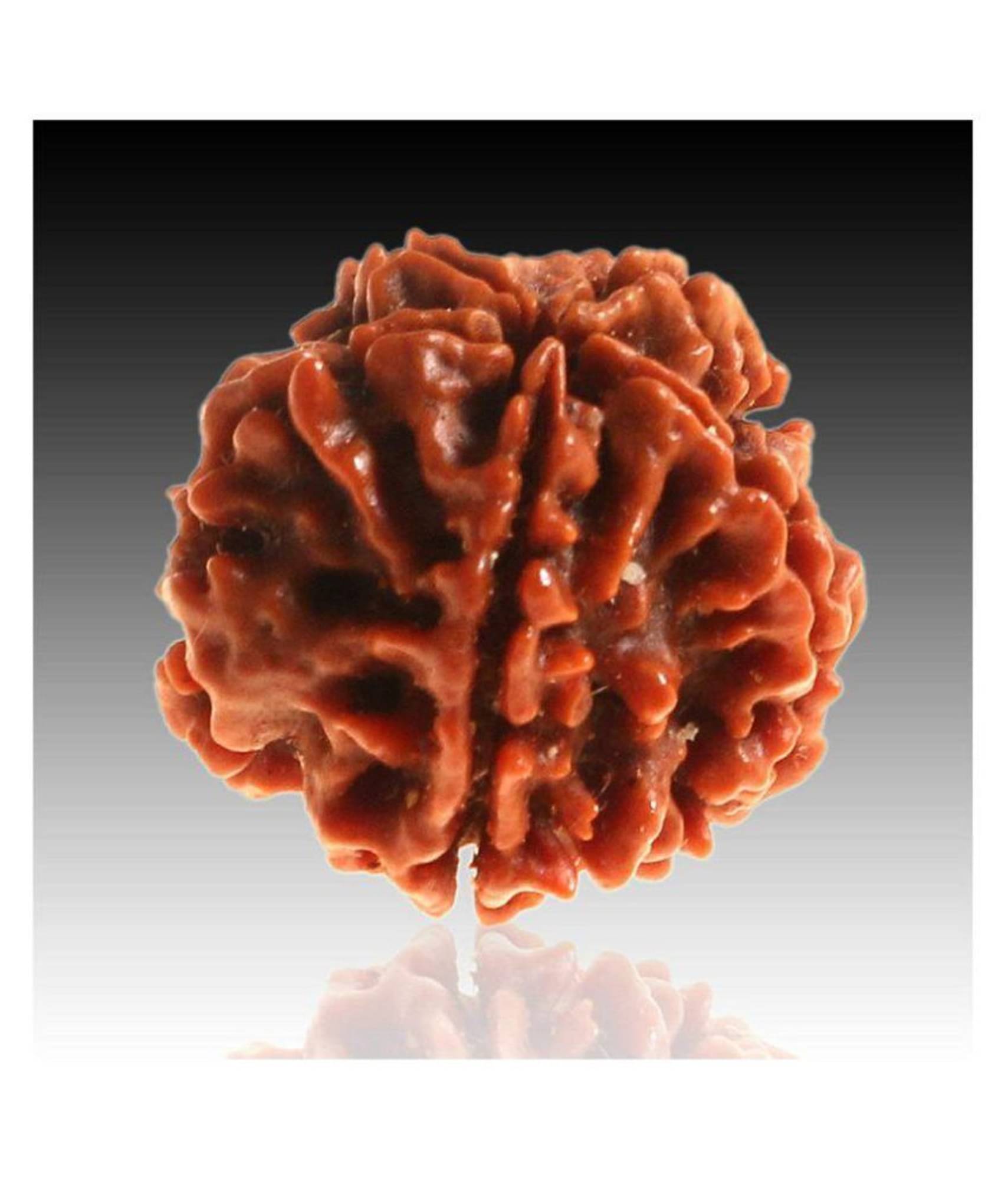     			Amriteous - 5 Mukhi Rudraksha Bead ( Pack of 1 )