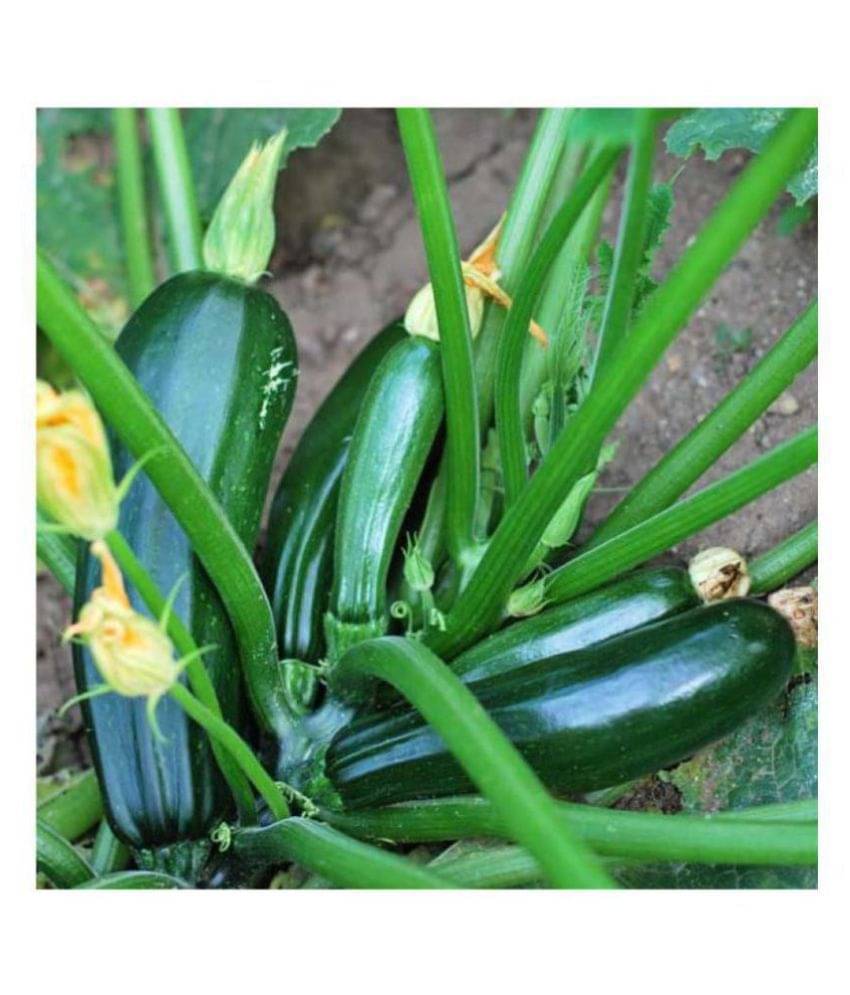 High Yielding Hybrid Green Long Squash ZUCCHINI 10 Seeds High Yielding Hybrid Green Long Squash ZUCCHINI 10 Seeds