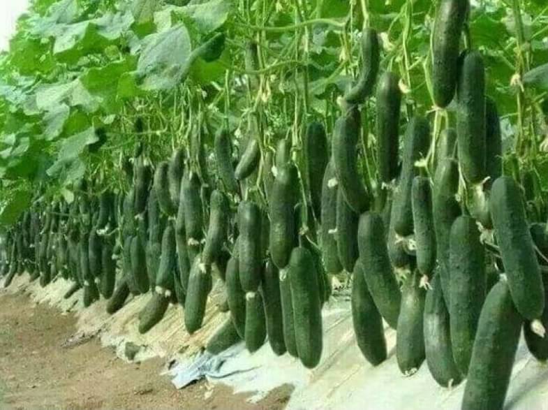 CLASSIC GREEN EARTH - Vegetable Seeds ( Cucumber Seeds - Pack of 20 Seeds ) CLASSIC GREEN EARTH - Vegetable Seeds ( Cucumber Seeds - Pack of 20 Seeds )