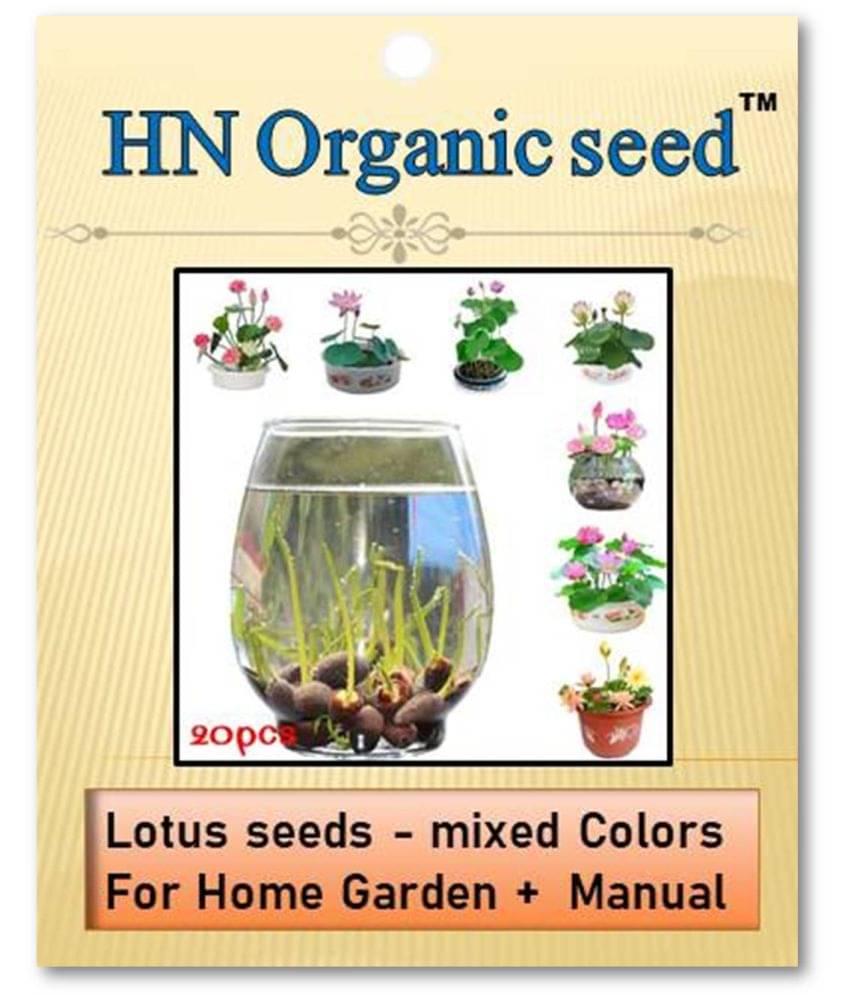 homeagro - Flower Seeds ( Lotus seeds -mixed colours 20 seeds ) homeagro - Flower Seeds ( Lotus seeds -mixed colours 20 seeds )