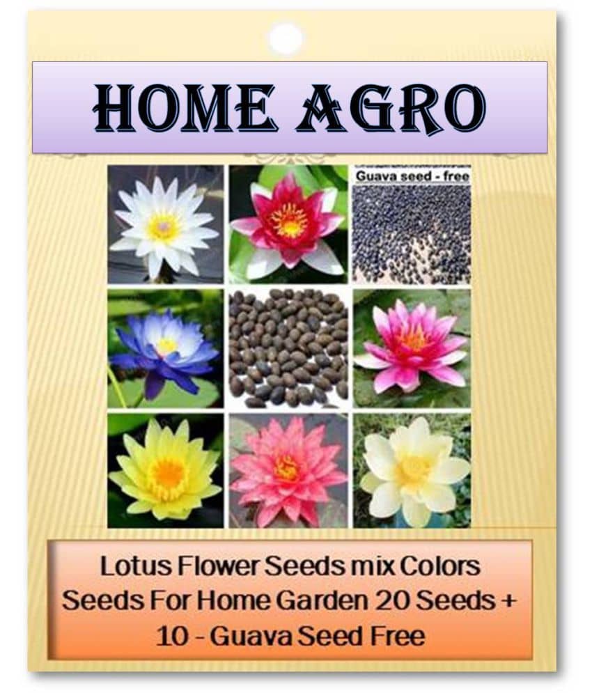 homeagro - Flower Seeds ( 20 )