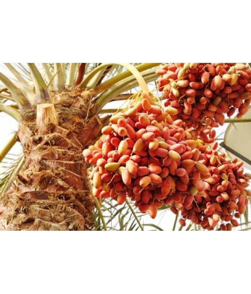     			CLASSIC GREEN EARTH - Fruit Seeds ( 10 )