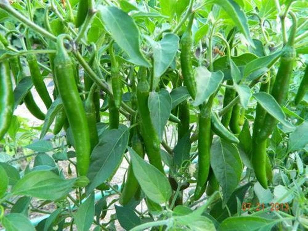sky star agro & co. - Vegetable Seeds ( 50 seed )