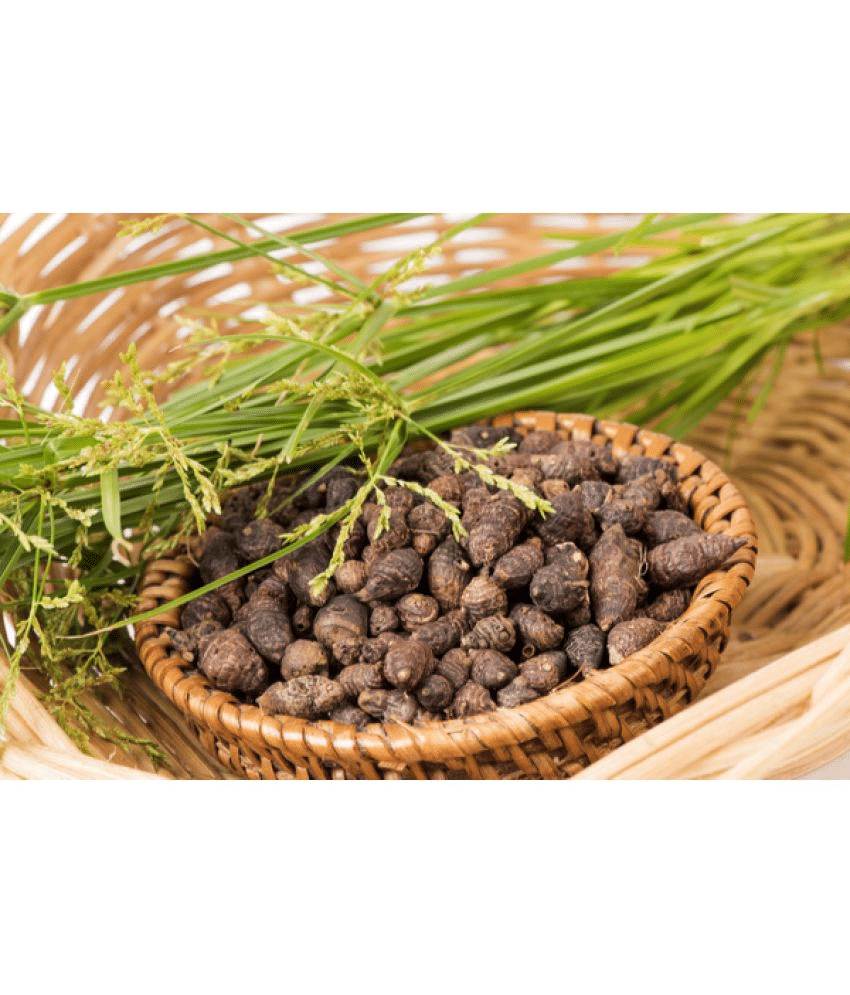 MYGODGIFT Nut Grass - Mustak - Nagarmotha 100 gm     			MYGODGIFT Nut Grass - Mustak - Nagarmotha 100 gm
