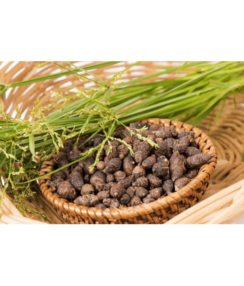     			MYGODGIFT Nut Grass - Mustak - Nagarmotha 200 gm