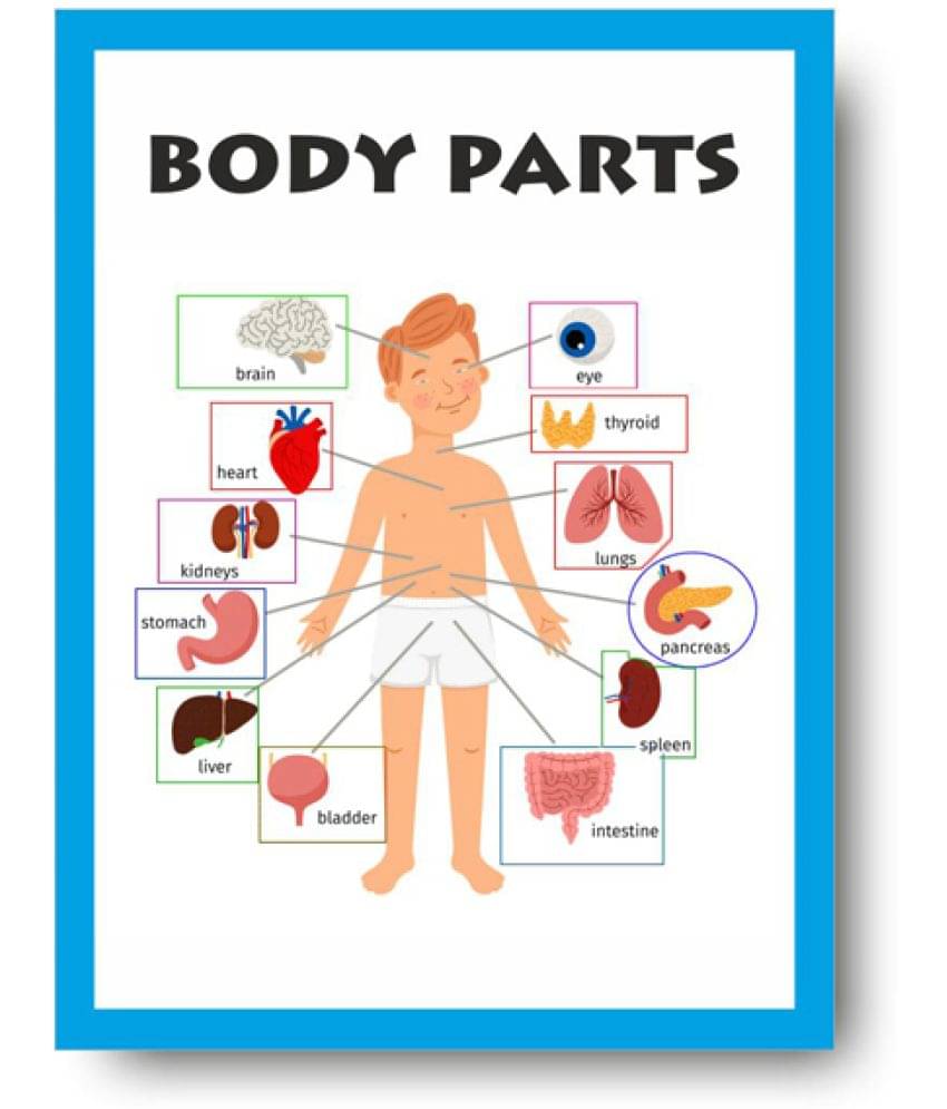 Parts of Body Chart - Early Learning Educational Posters For Children: Perfect For Kindergarten, Learn About Body Parts 16X12inc, 300GSM Thick Paper, Gloss Laminated, Multicolor) Parts of Body Chart - Early Learning Educational Posters For Children: Perfect For Kindergarten, Learn About Body Parts 16X12inc, 300GSM Thick Paper, Gloss Laminated, Multicolor)